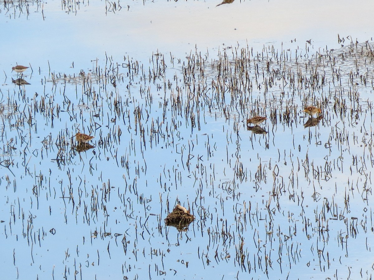 Wilson's Snipe - ML638290316