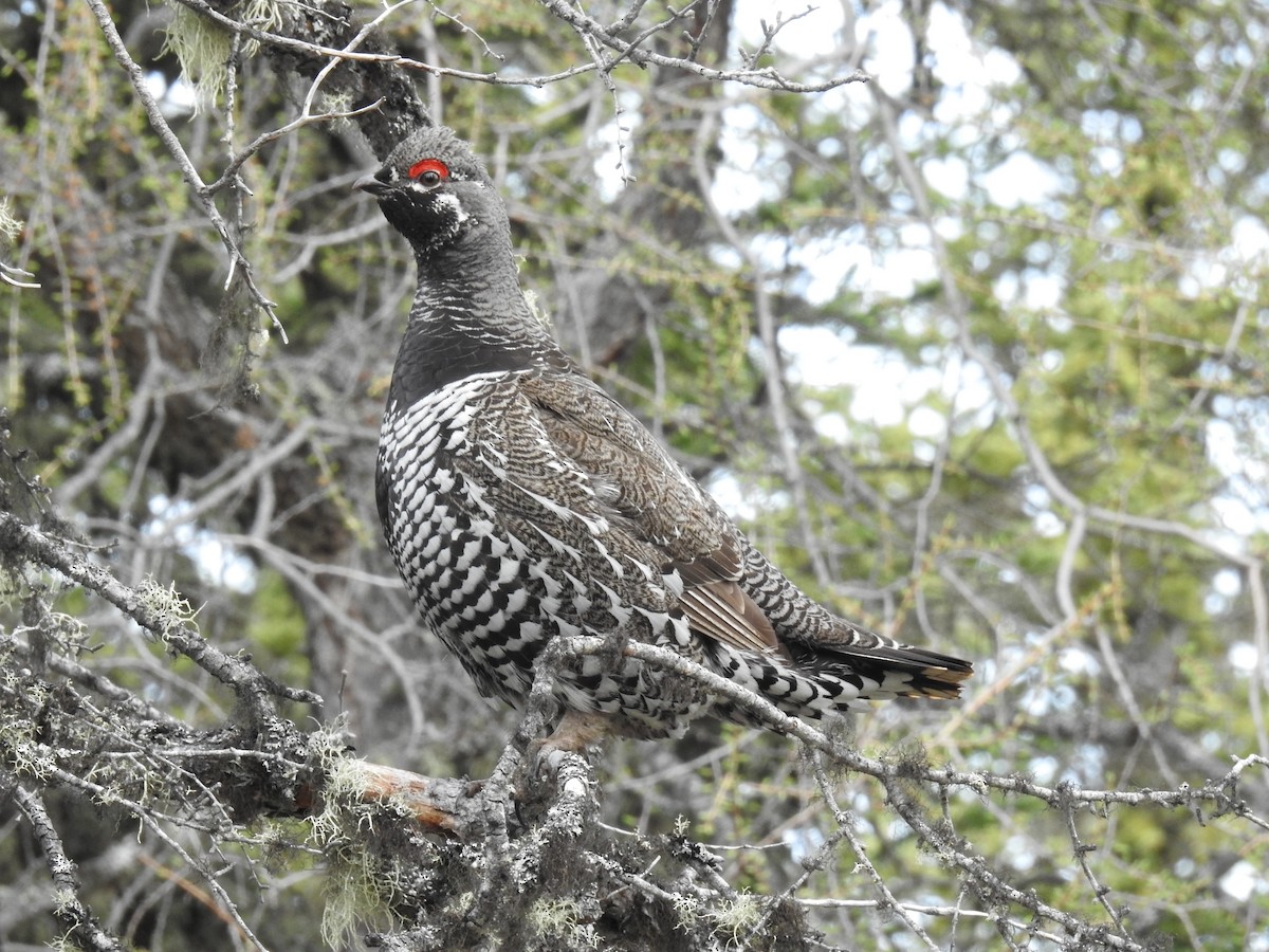 Spruce Grouse - ML638290339