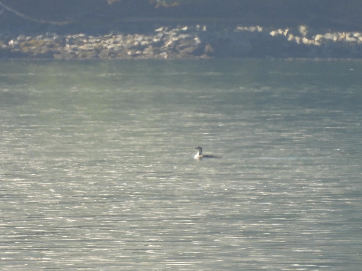 Common Loon - ML638290354