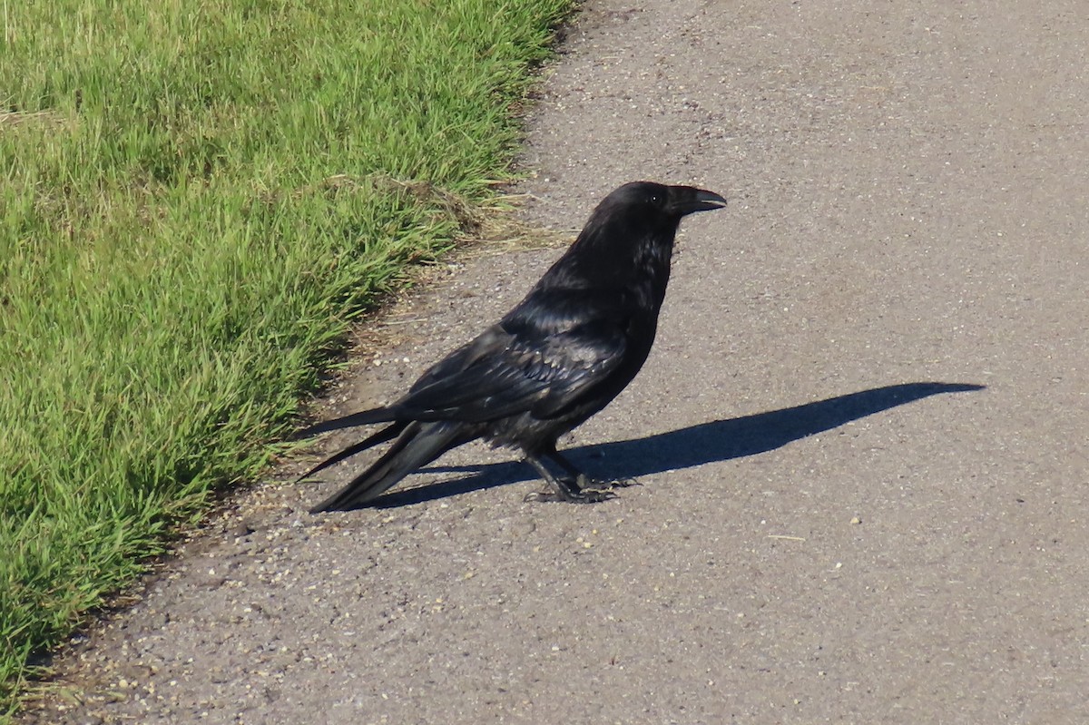 Common Raven - ML638290356