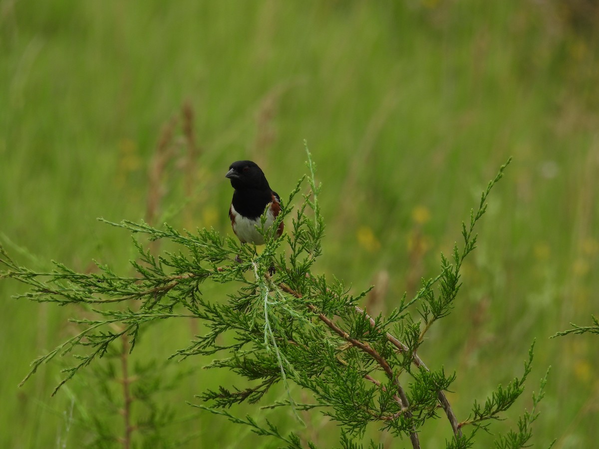 Eastern Towhee - ML638290365
