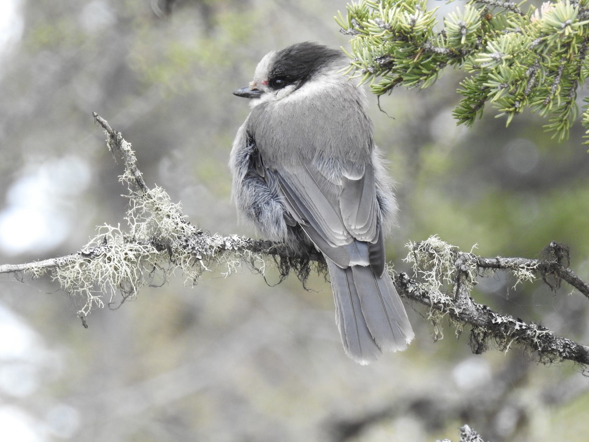 Canada Jay - ML638290368