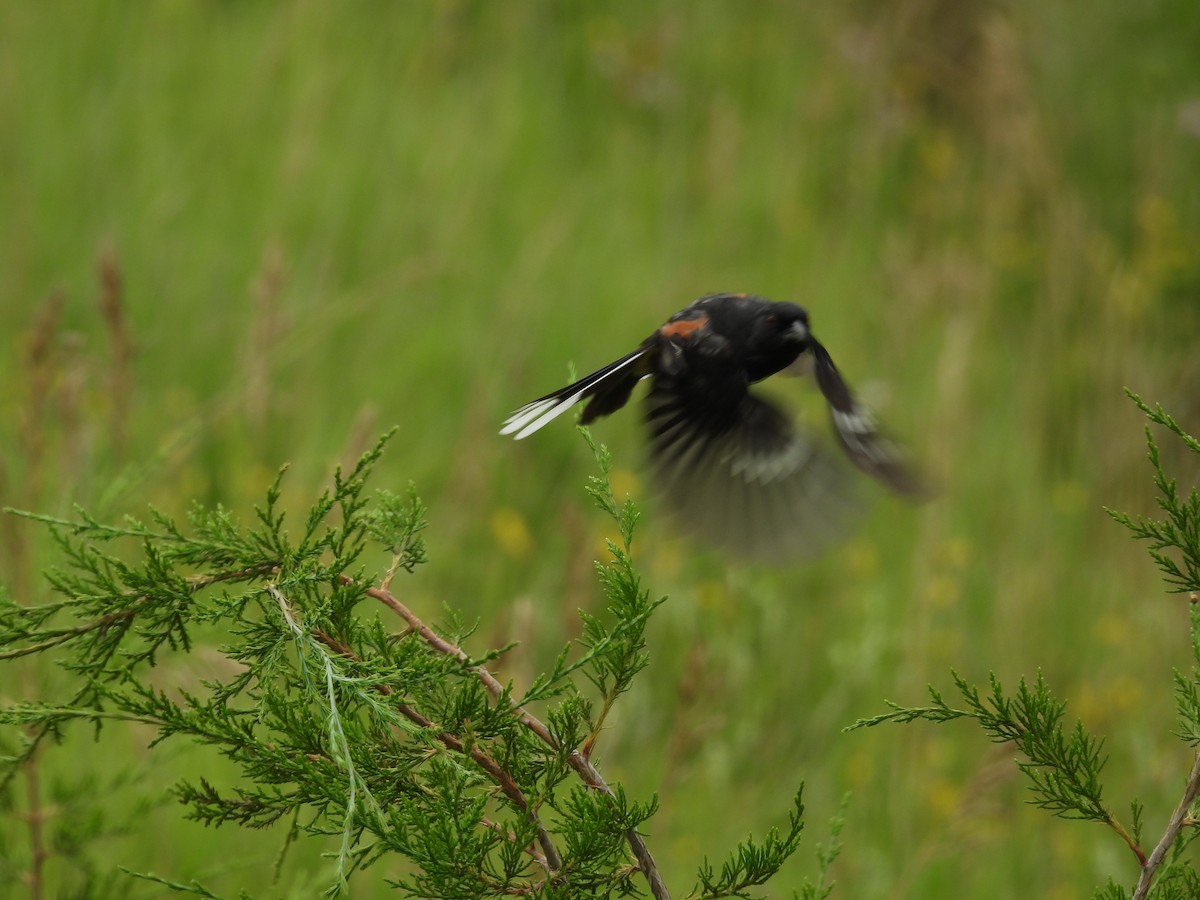 Eastern Towhee - ML638290369