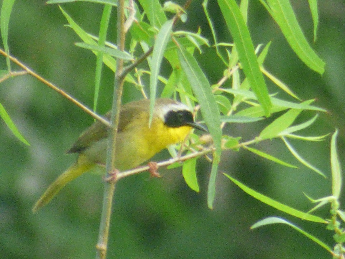 Common Yellowthroat - ML638290372
