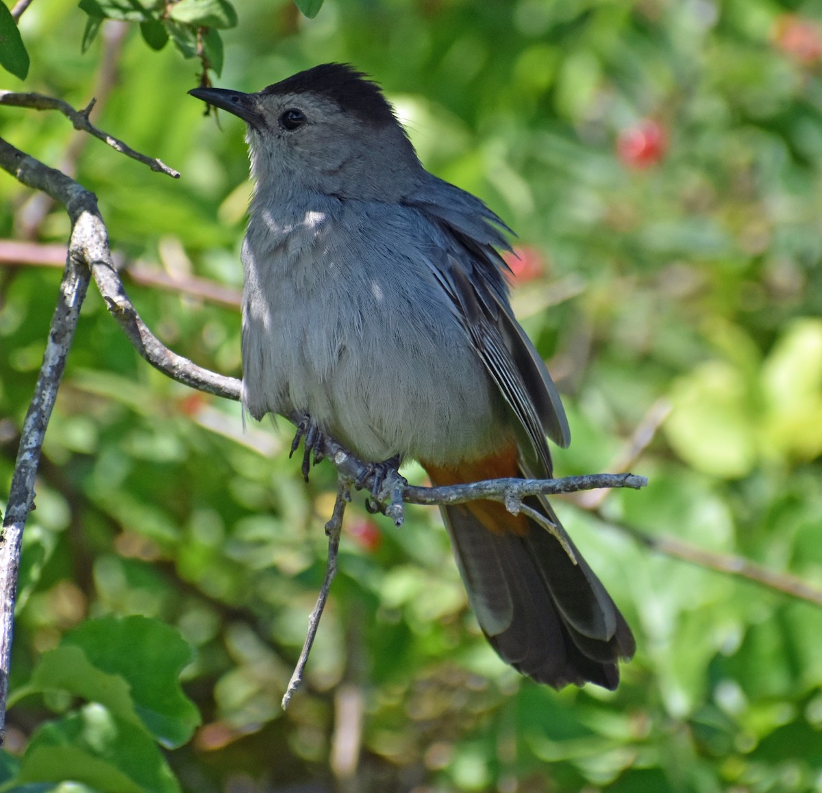 Gray Catbird - ML638290373
