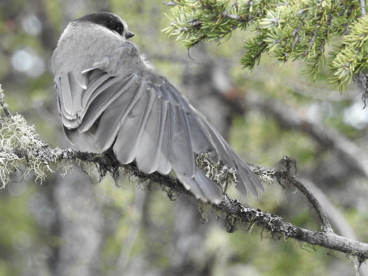 Canada Jay - ML638290379