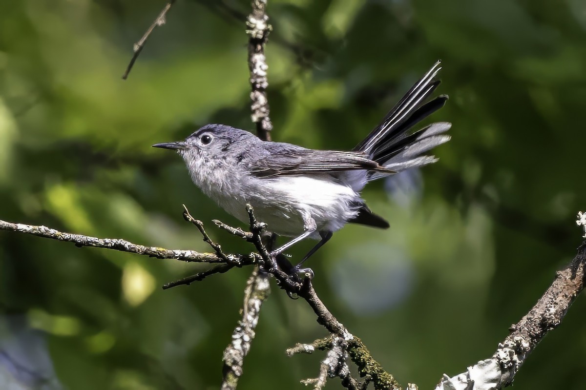 Blue-gray Gnatcatcher - ML638290380