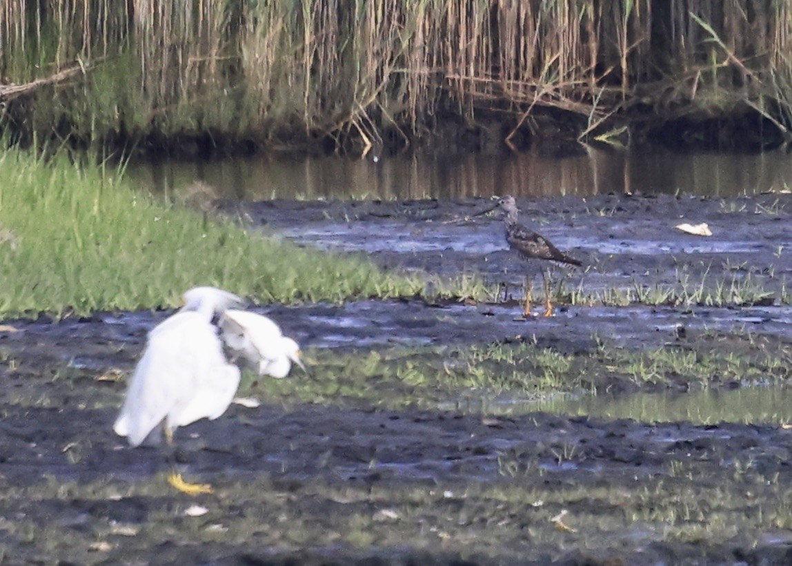 Greater Yellowlegs - ML638290383