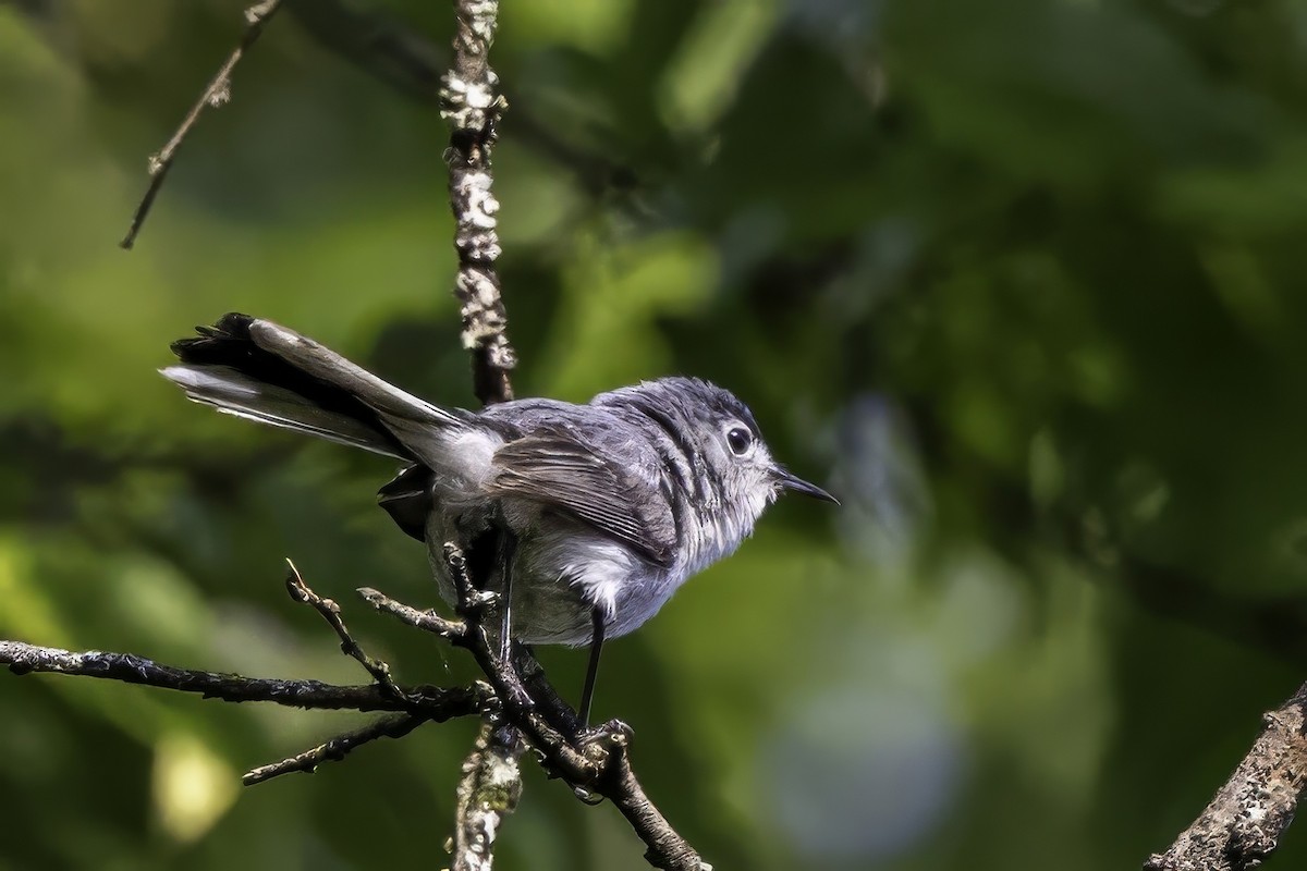 Blue-gray Gnatcatcher - ML638290384