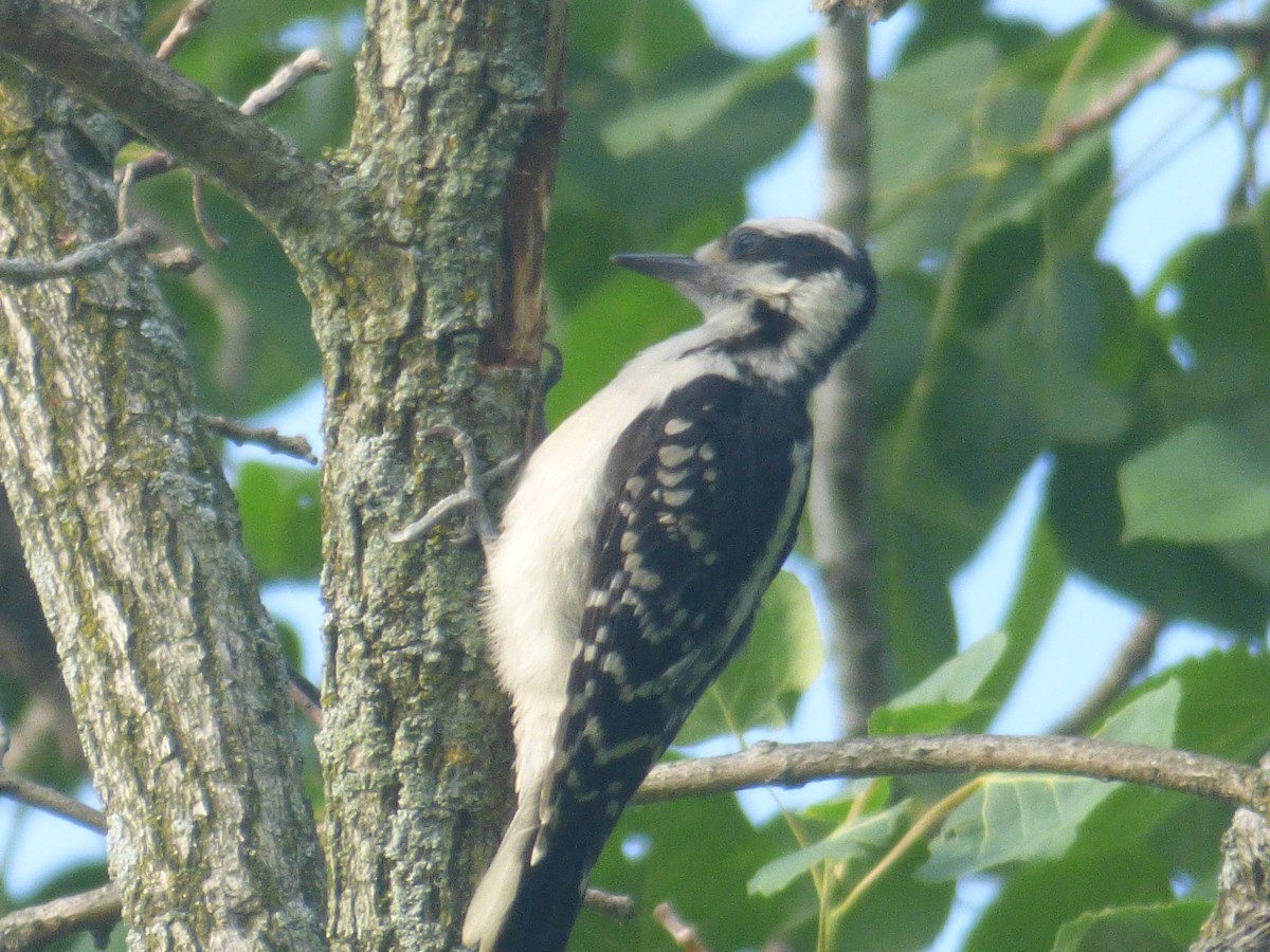 Hairy Woodpecker - ML638290387
