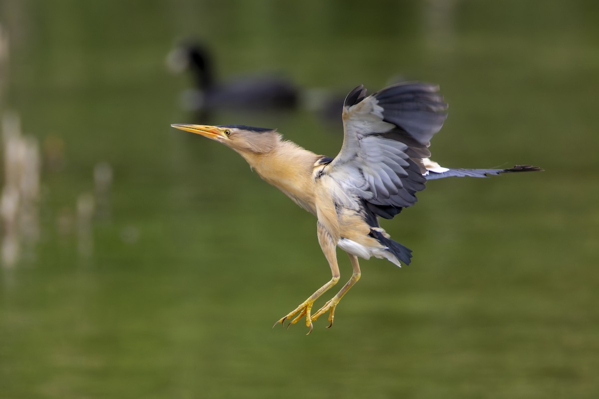 Little Bittern - ML638290399