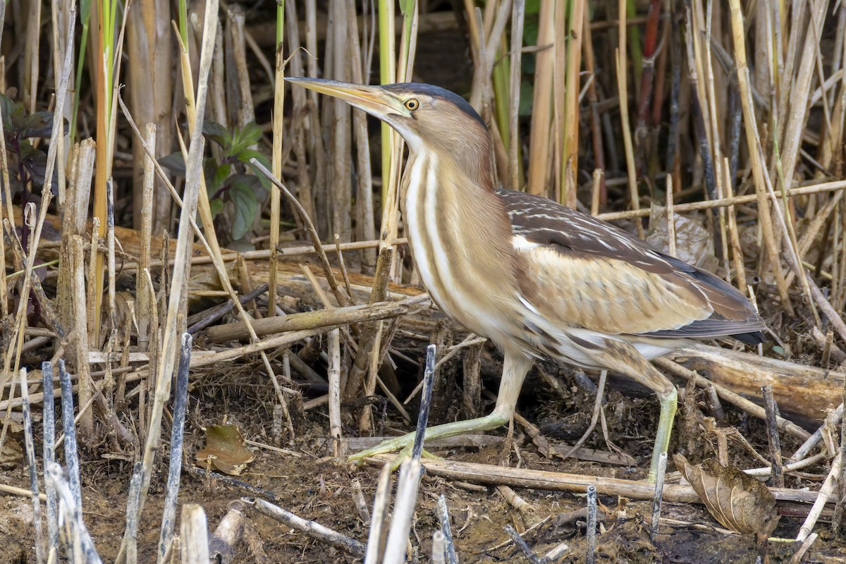 Little Bittern - ML638290401