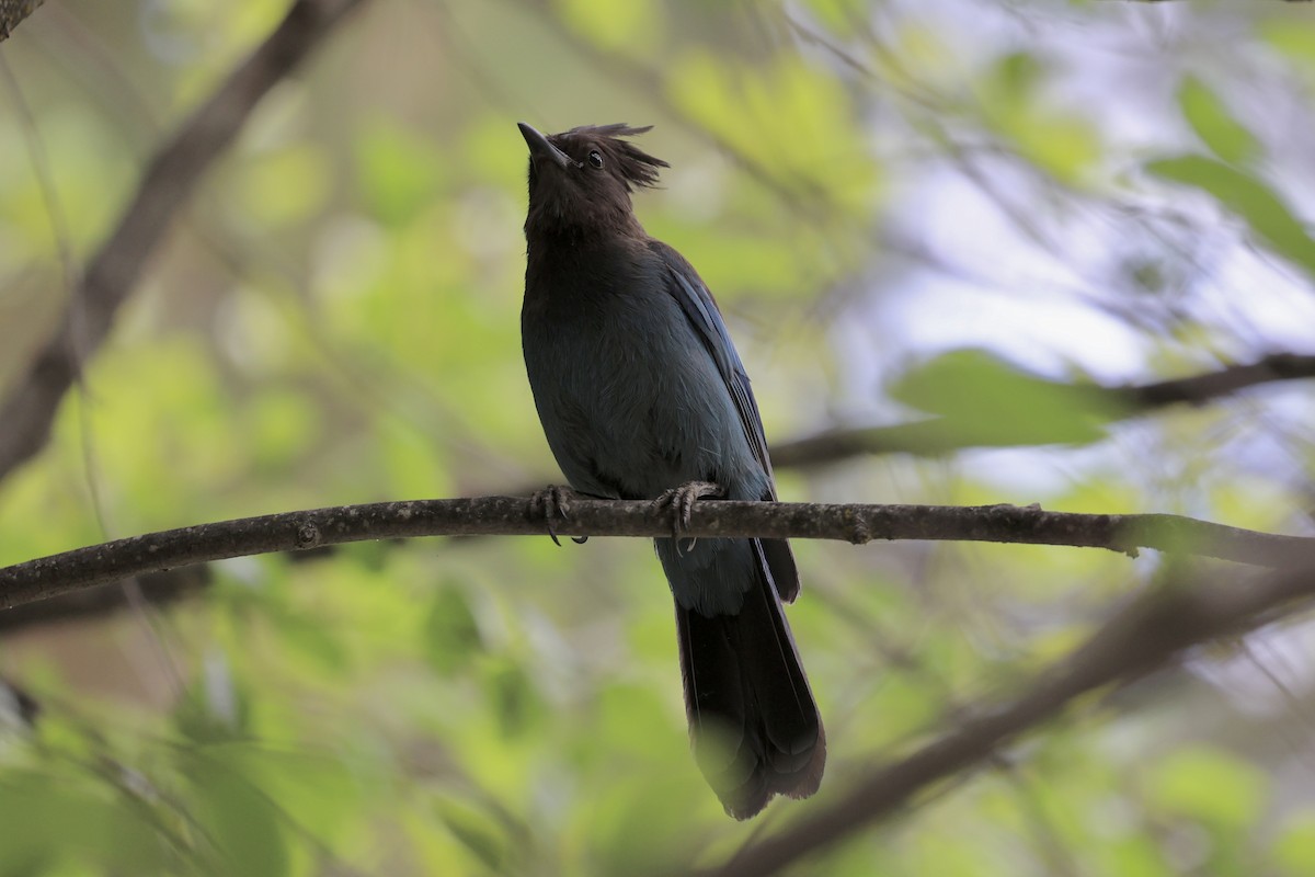 Steller's Jay - ML638290404