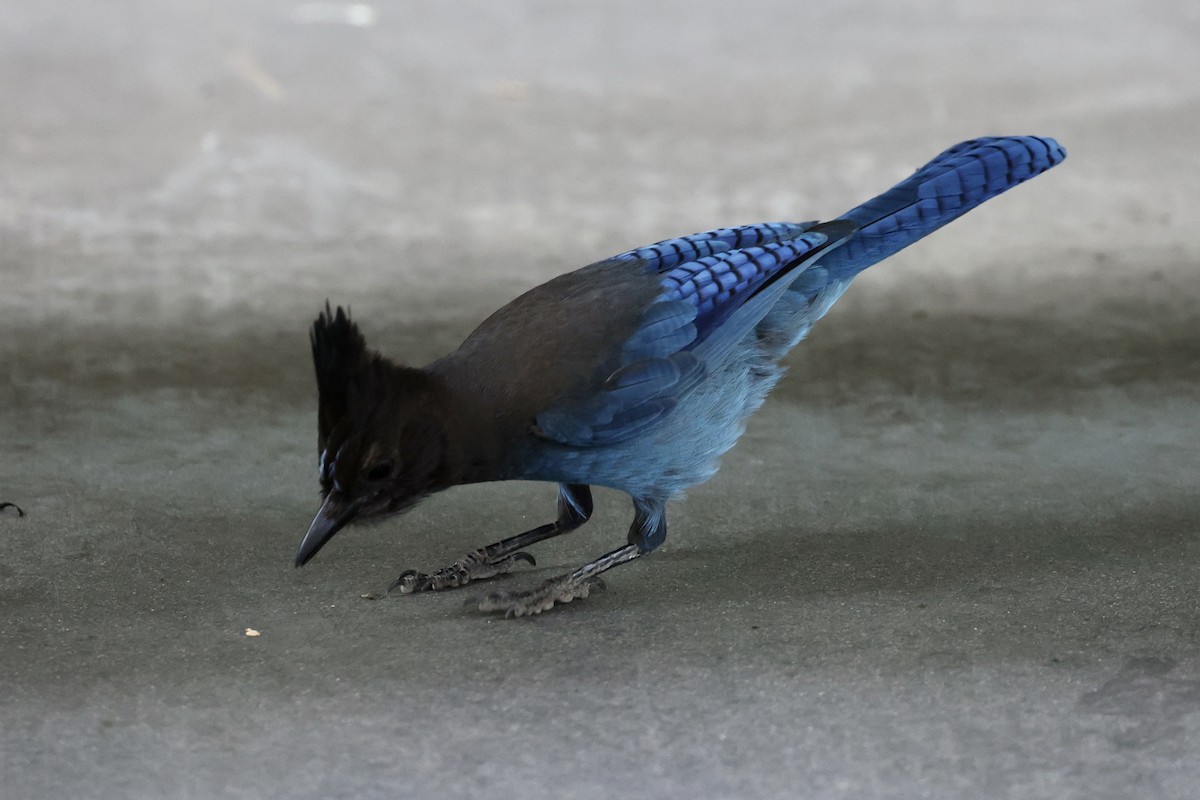 Steller's Jay - ML638290405