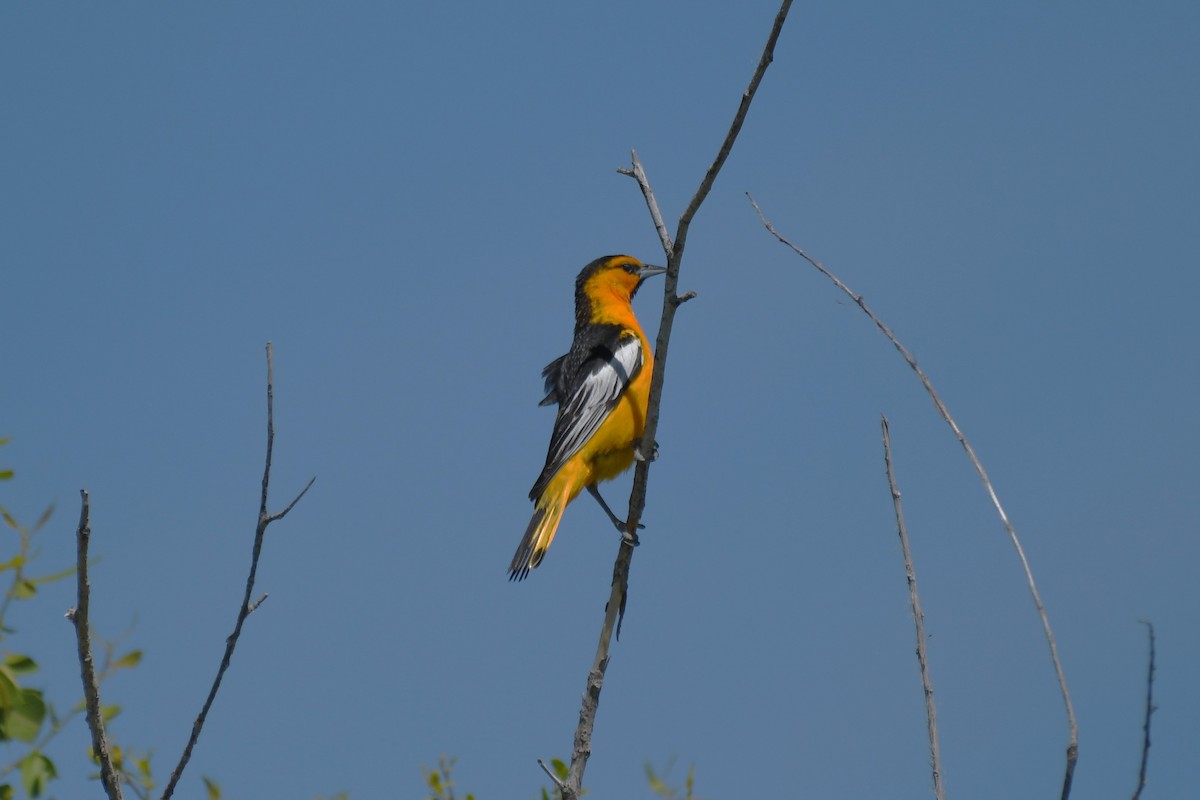 Bullock's Oriole - ML638290406