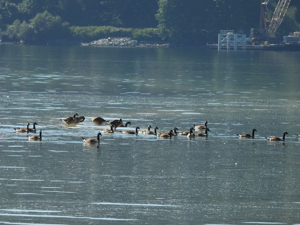 Canada Goose - ML638290412