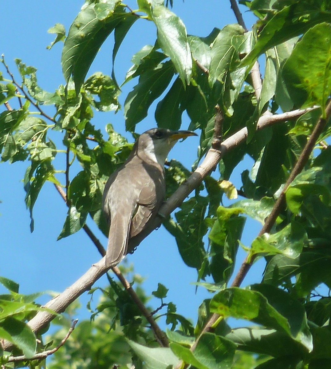 Yellow-billed Cuckoo - ML638290414