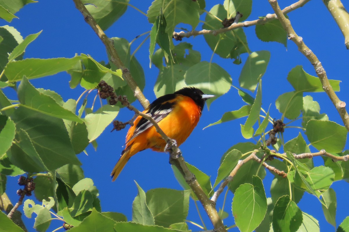 Baltimore Oriole - ML638290416