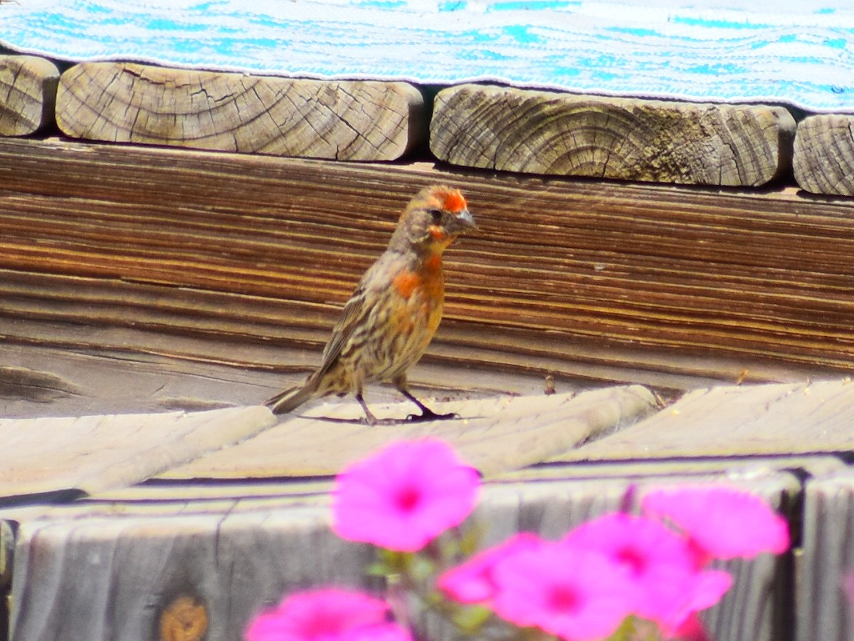 House Finch - ML638290419