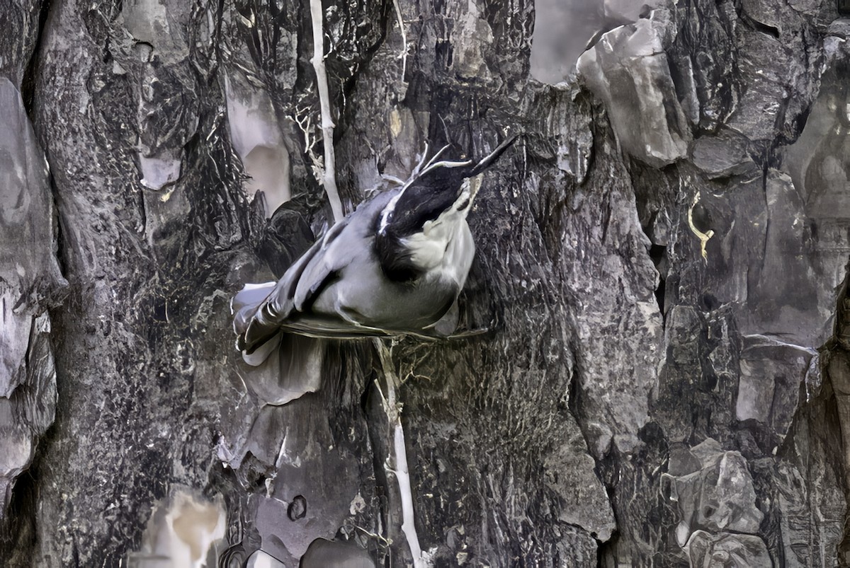White-breasted Nuthatch - ML638290420