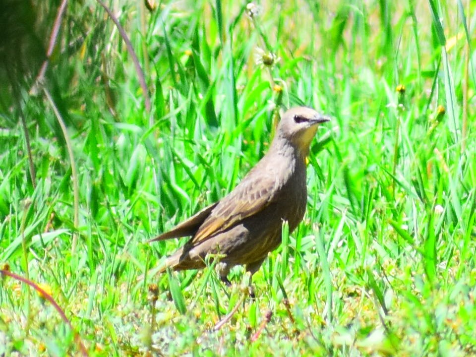 歐洲椋鳥 - ML638290421