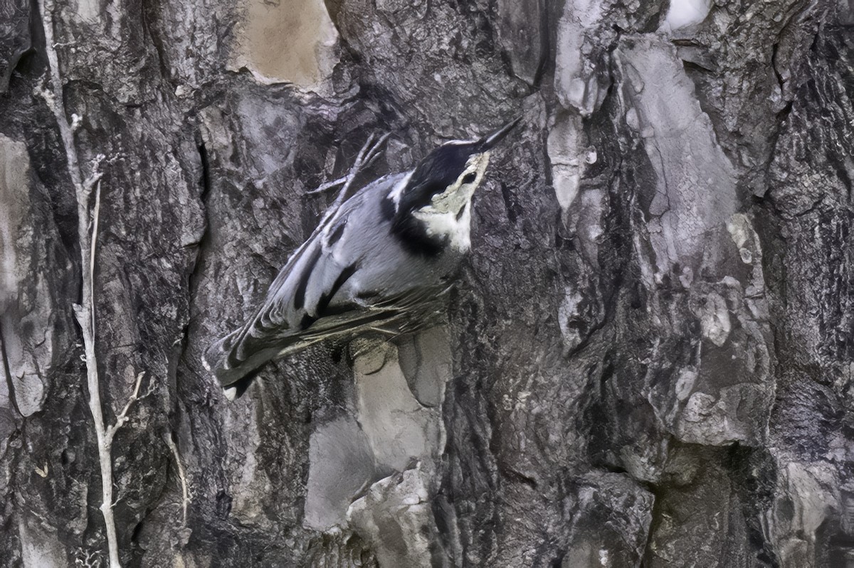 White-breasted Nuthatch - ML638290423