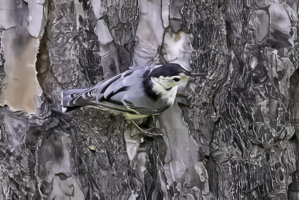 White-breasted Nuthatch - ML638290425