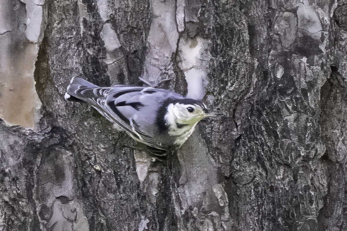 White-breasted Nuthatch - ML638290429