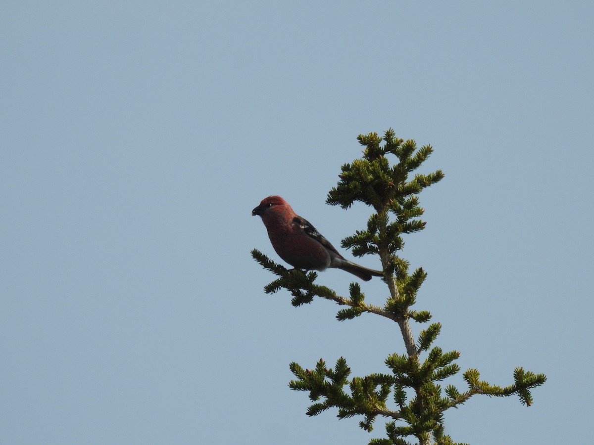 Pine Grosbeak - ML638290431