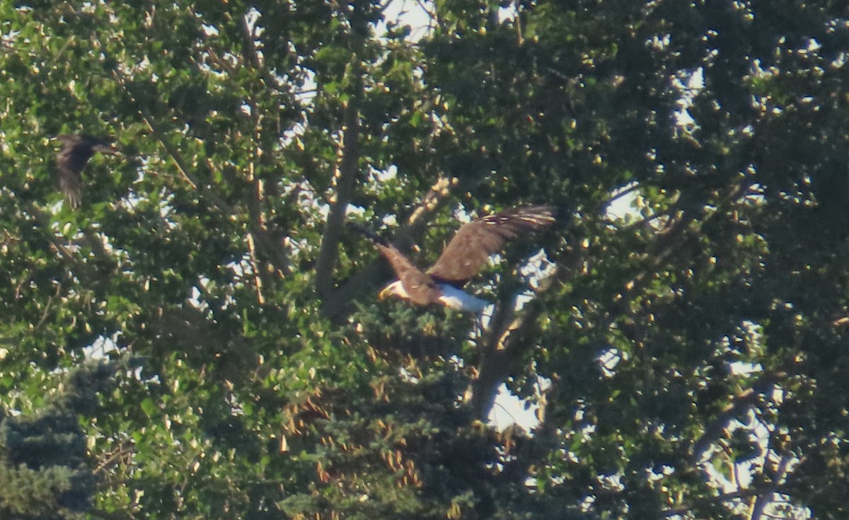Bald Eagle - ML638290434