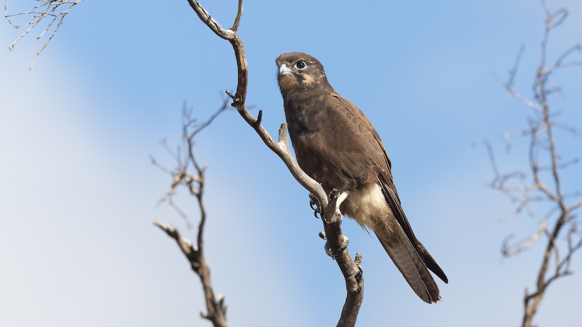 Brown Falcon - ML638290442