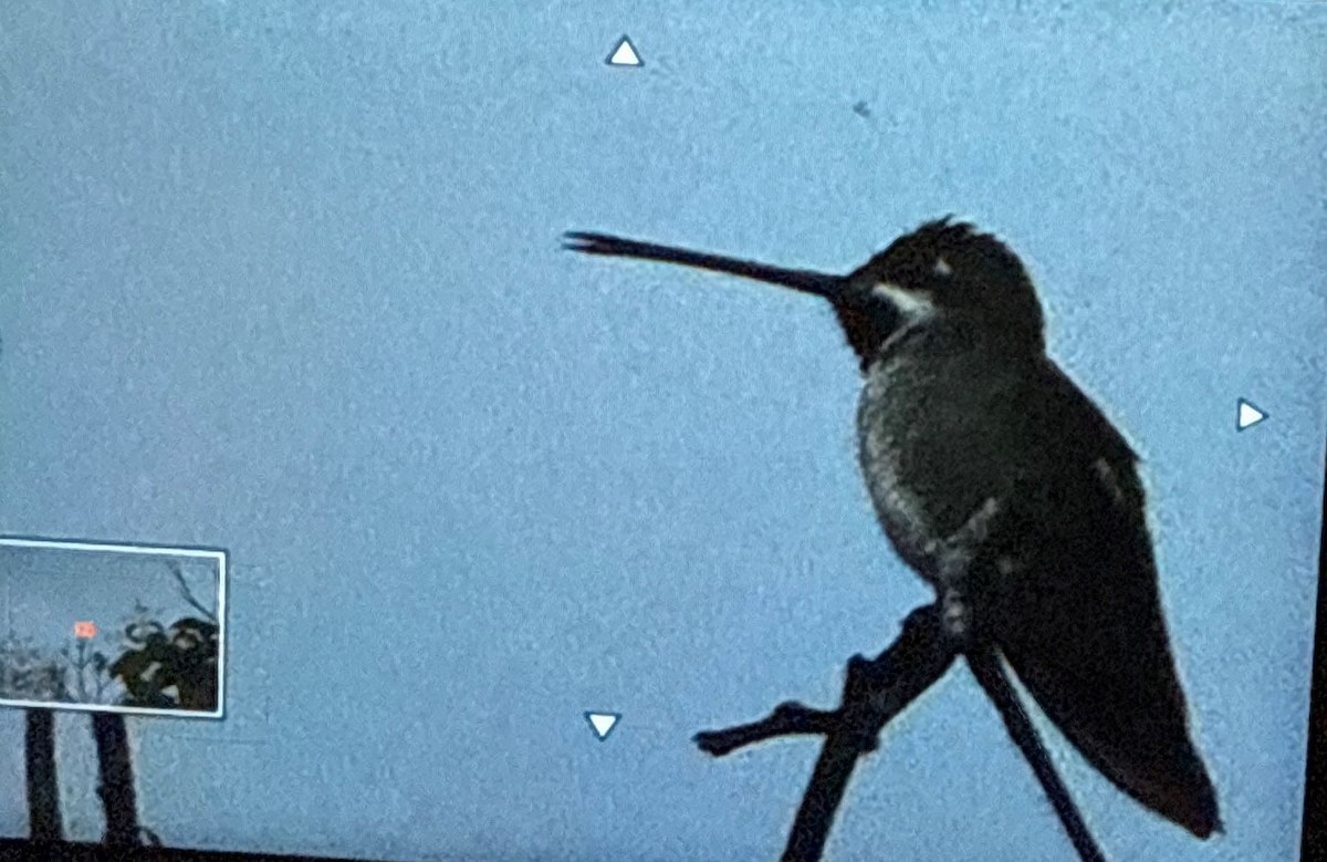 Long-billed Starthroat - ML638290445