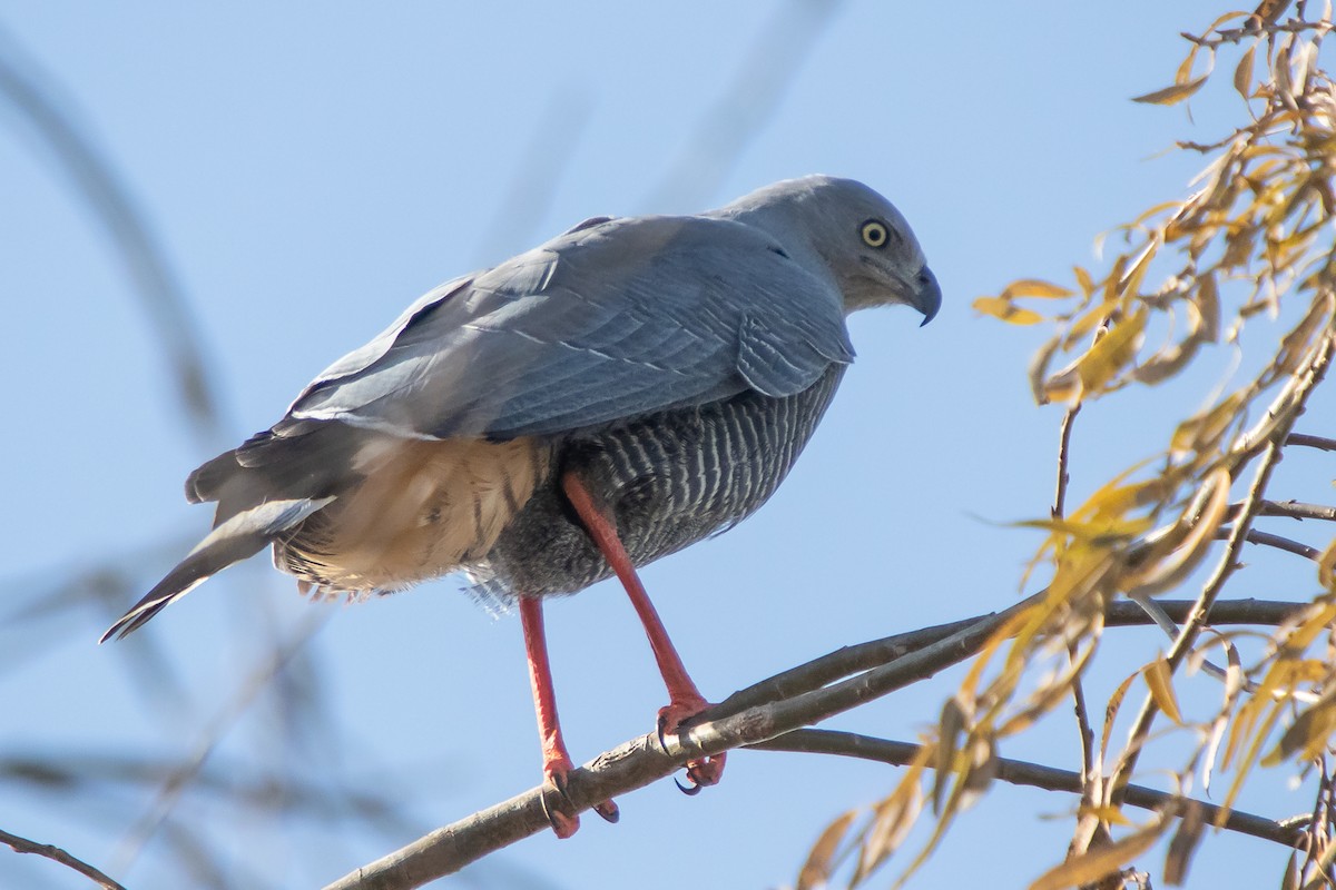 Crane Hawk - ML638290456