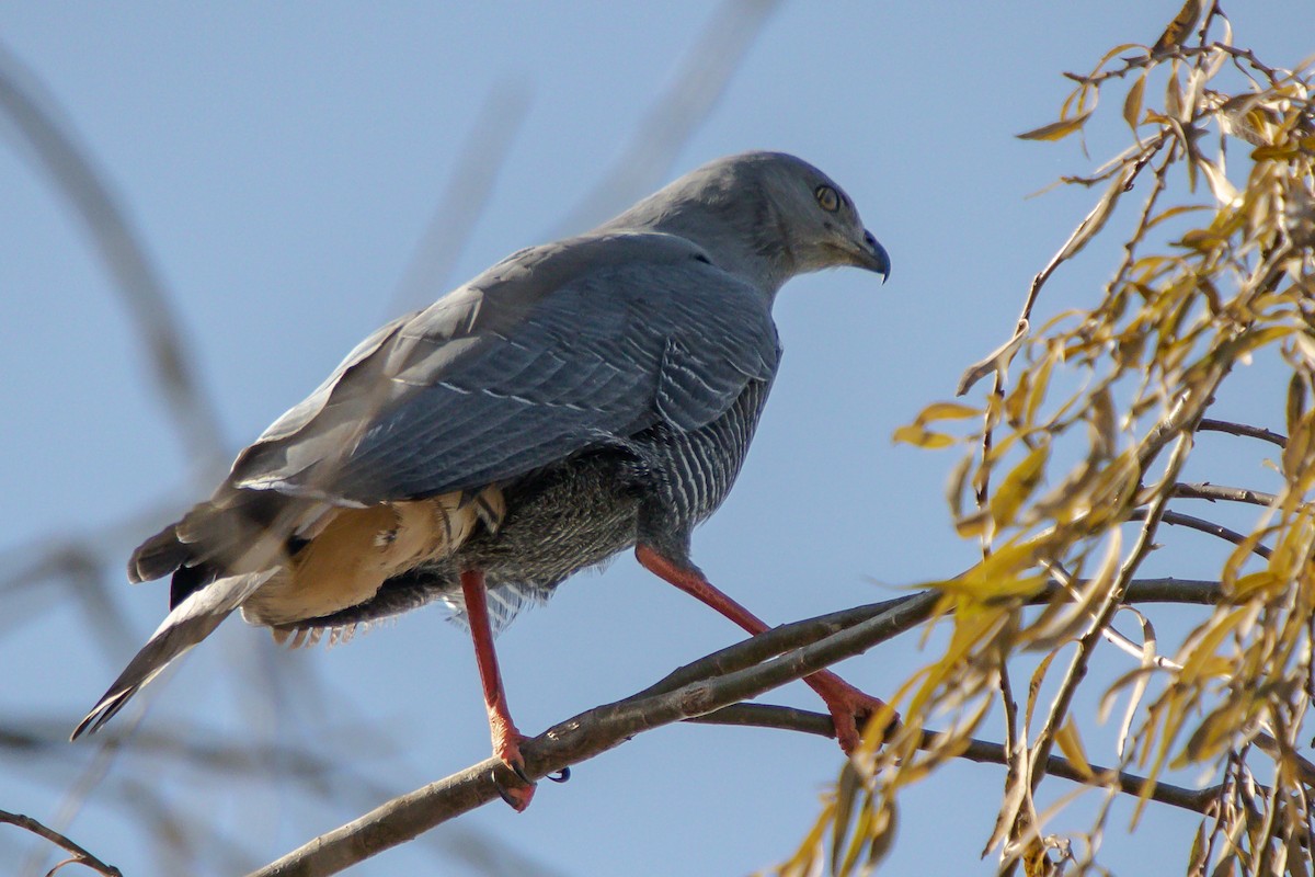 Crane Hawk - ML638290457