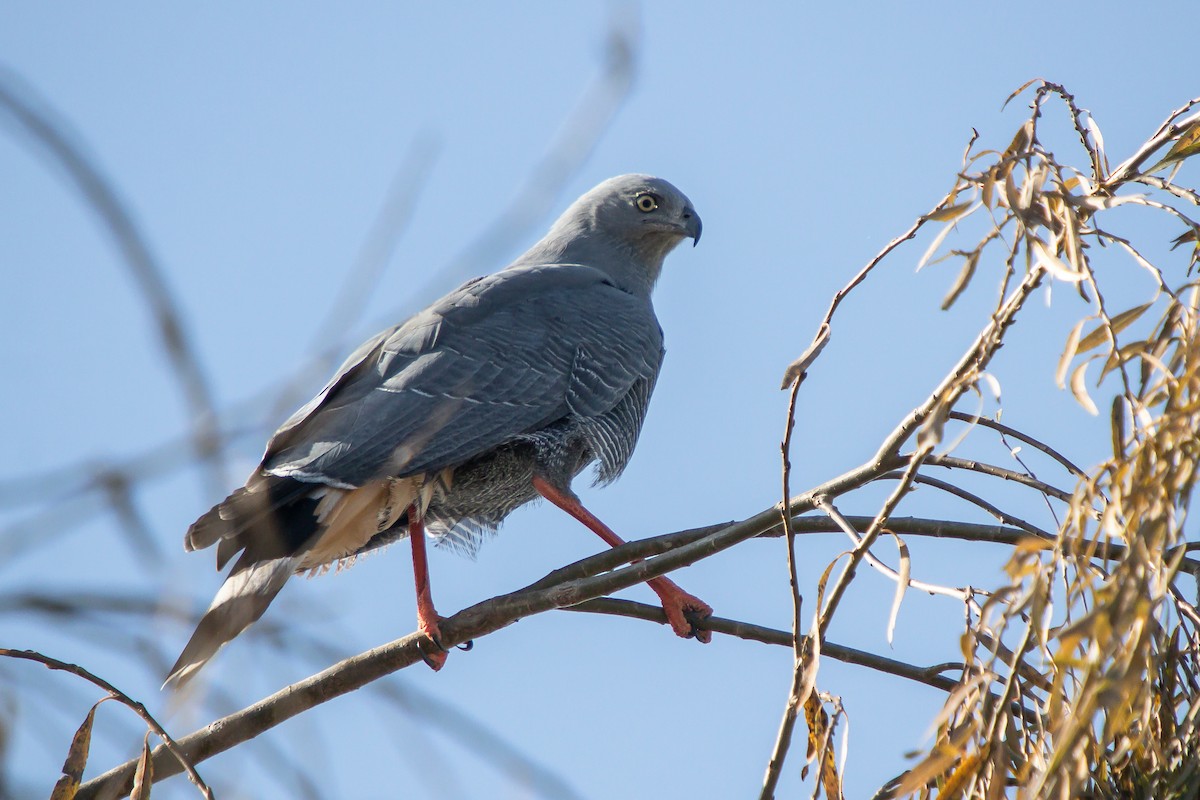 Crane Hawk - ML638290458