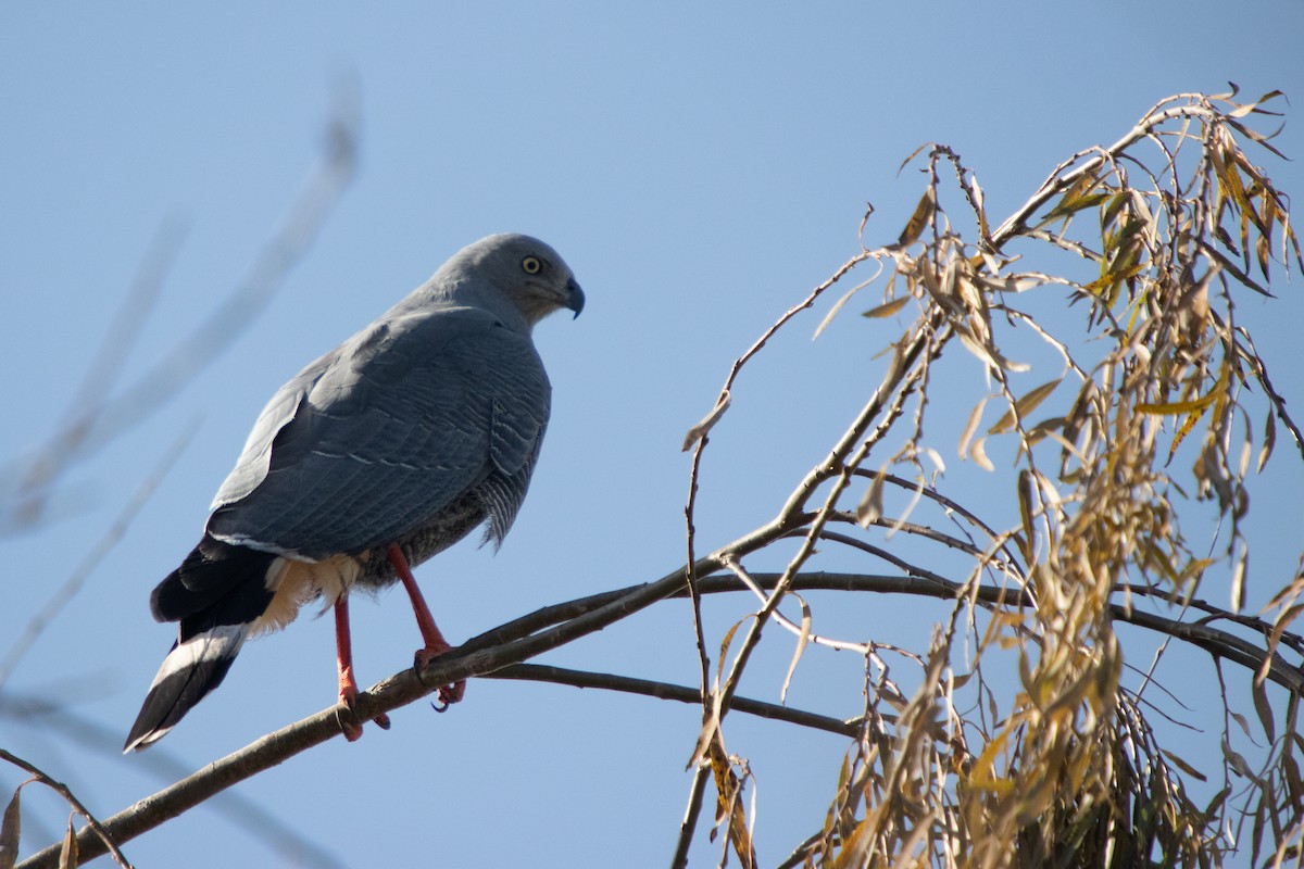 Crane Hawk - ML638290459