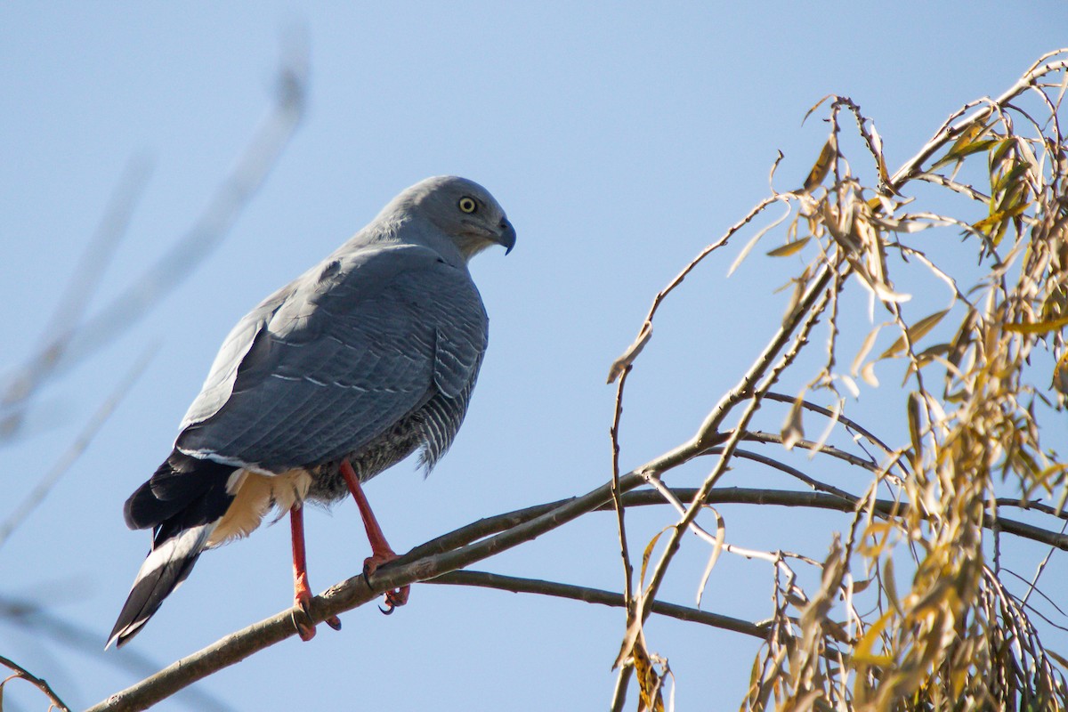 Crane Hawk - ML638290460
