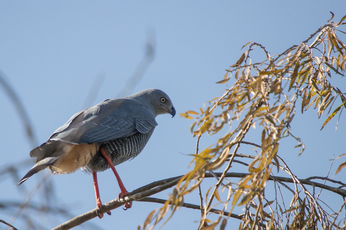 Crane Hawk - ML638290461