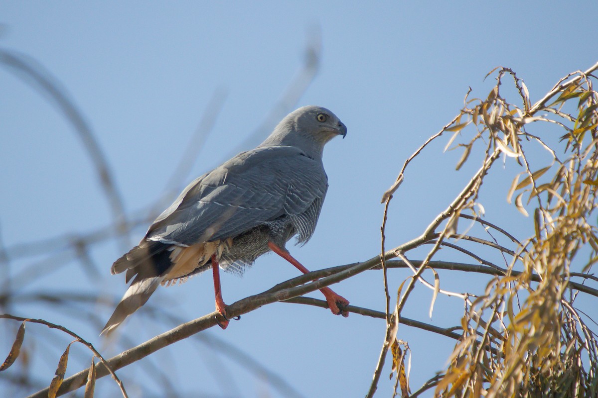 Crane Hawk - ML638290462