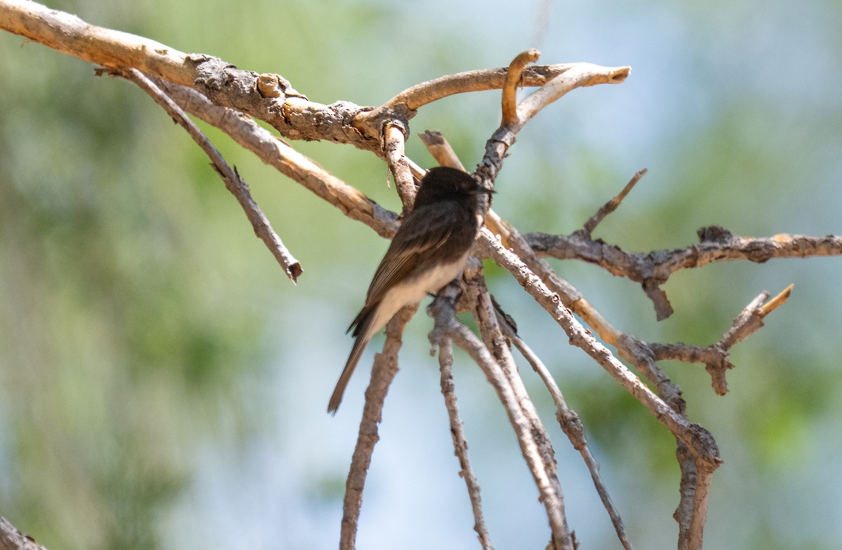 Black Phoebe - ML638290464