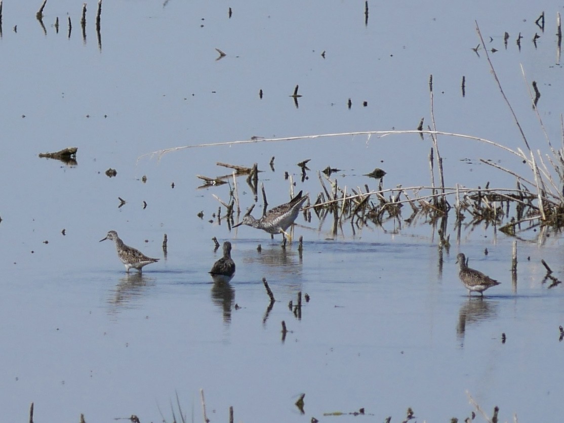 Lesser Yellowlegs - ML638290467