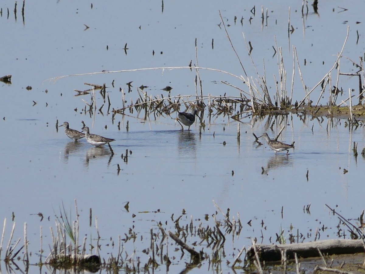 Lesser Yellowlegs - ML638290468