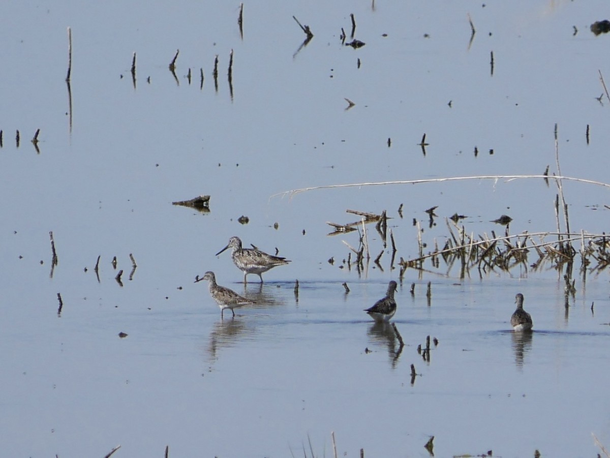 Lesser Yellowlegs - ML638290469