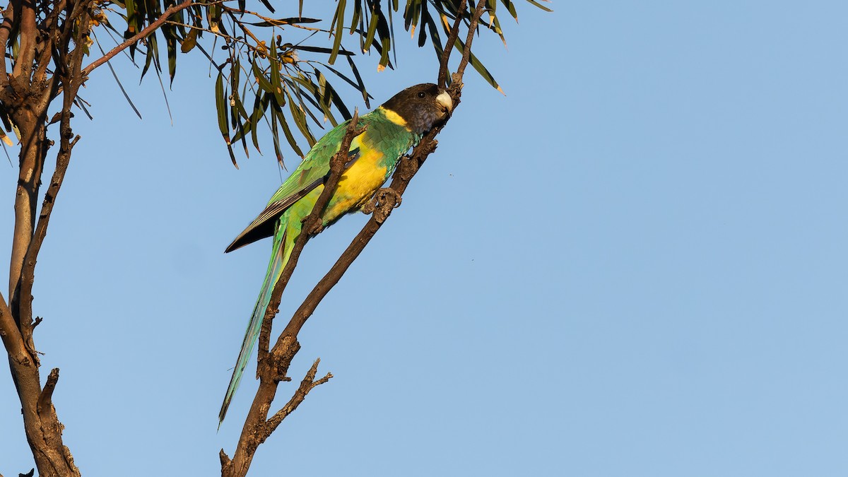 Australian Ringneck - ML638290475