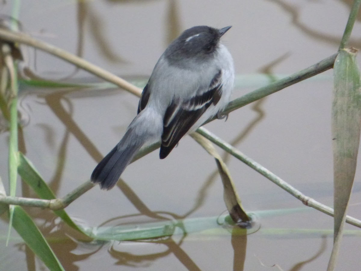 Torrent Tyrannulet - ML638290476