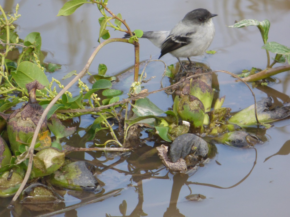 Torrent Tyrannulet - ML638290477