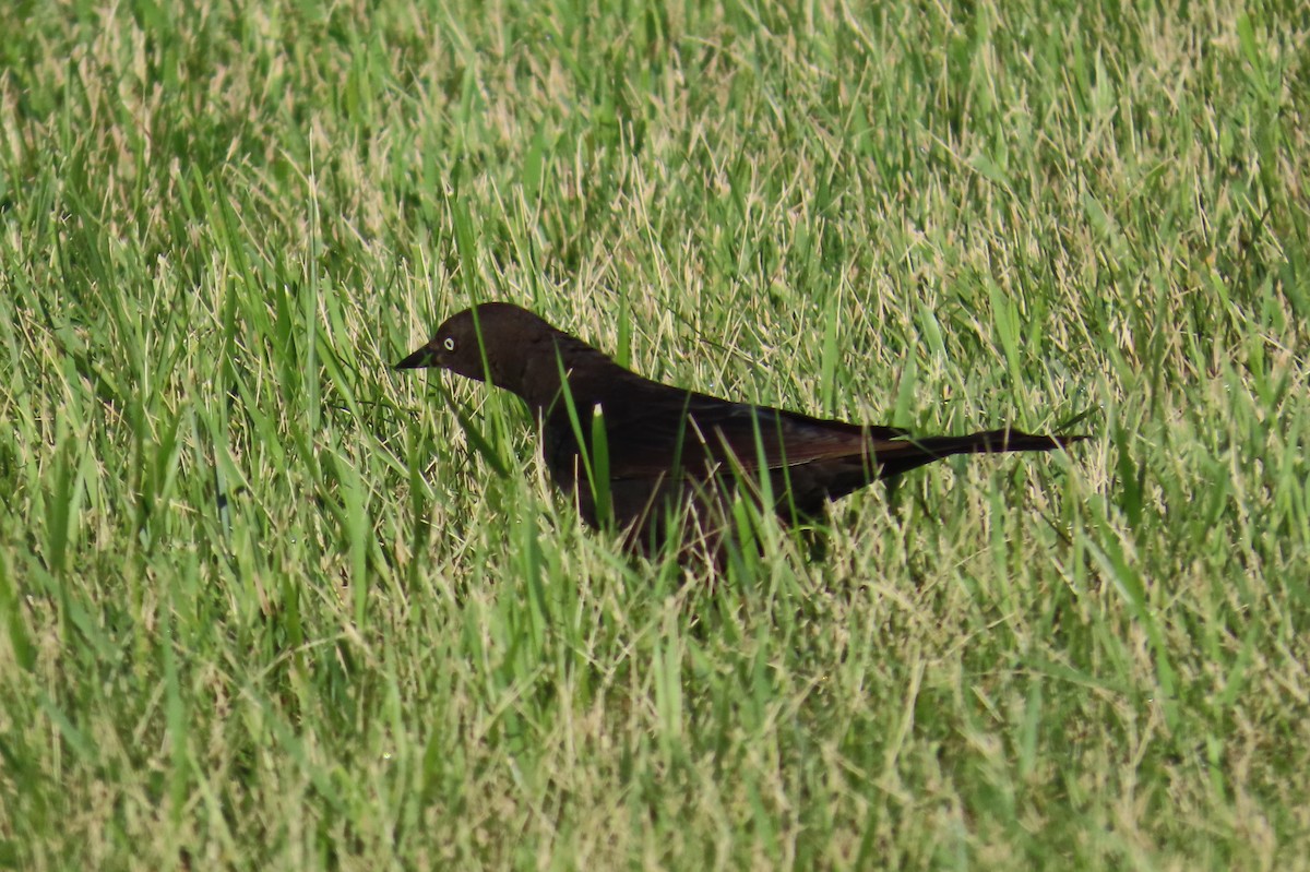 Brewer's Blackbird - ML638290478
