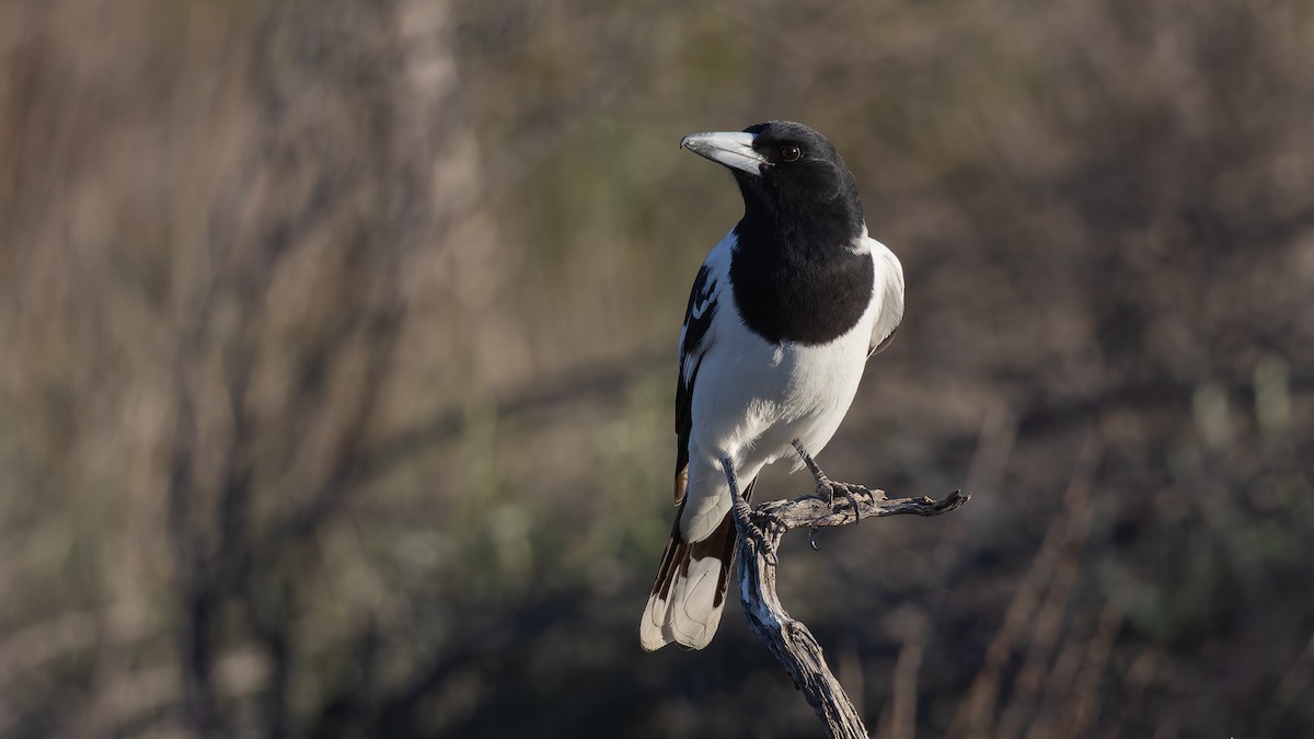 Pied Butcherbird - ML638290486