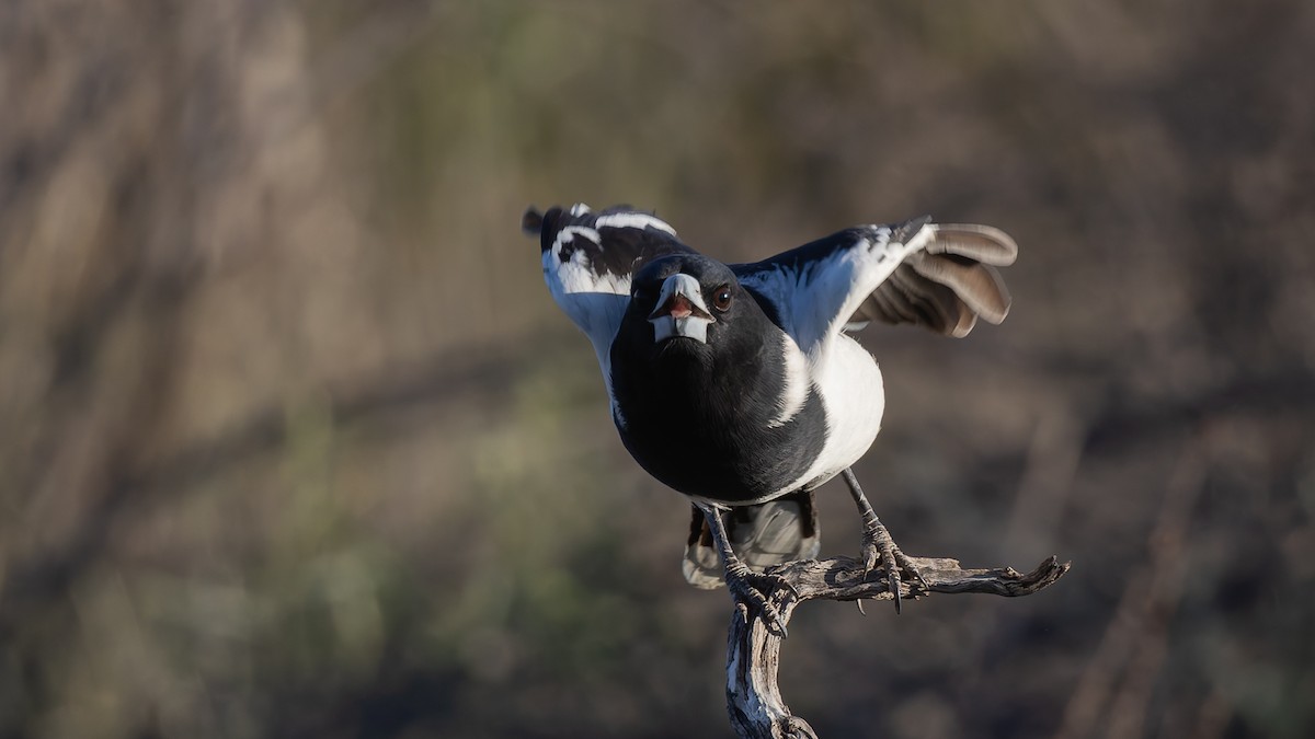 Pied Butcherbird - ML638290487