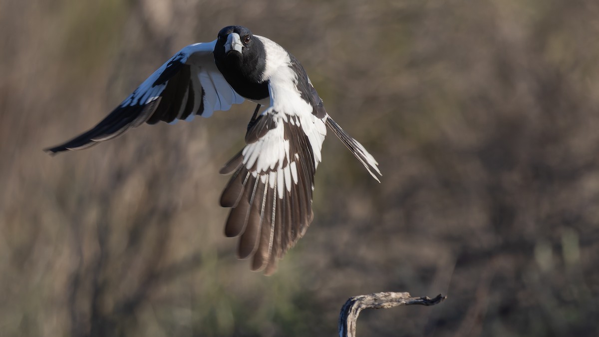 Pied Butcherbird - ML638290488